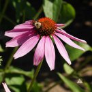 Purple Coneflower Seeds Echinacea Purpurea B230