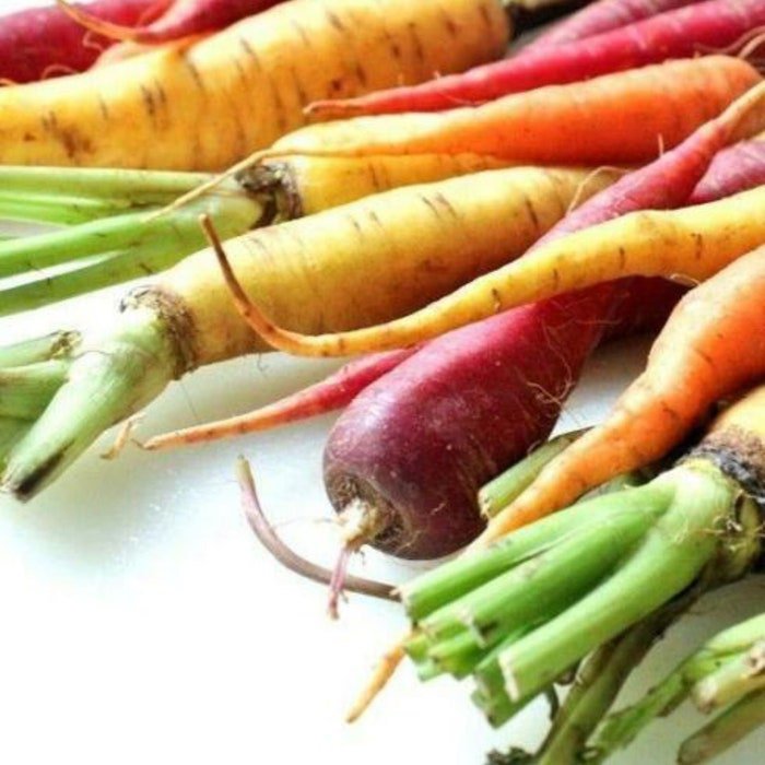 Rainbow Carrot Seeds 60 Seeds 1/10 Gram B258