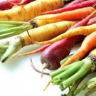 Rainbow Carrot Seeds 60 Seeds 1/10 Gram B258
