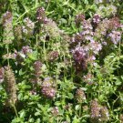 Common Thyme Seeds Thymus Vulgaris B195