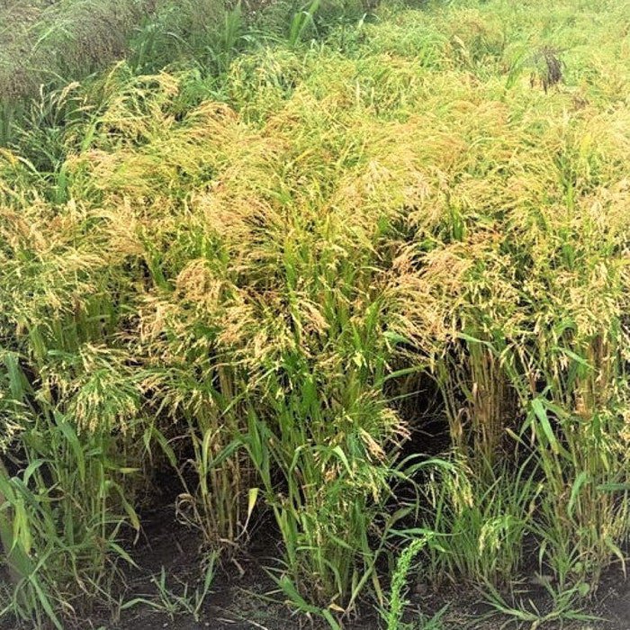 White Proso Millet Seeds Panicum Miliaceum C8