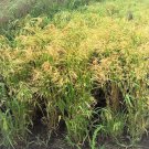 White Proso Millet Seeds Panicum Miliaceum C8