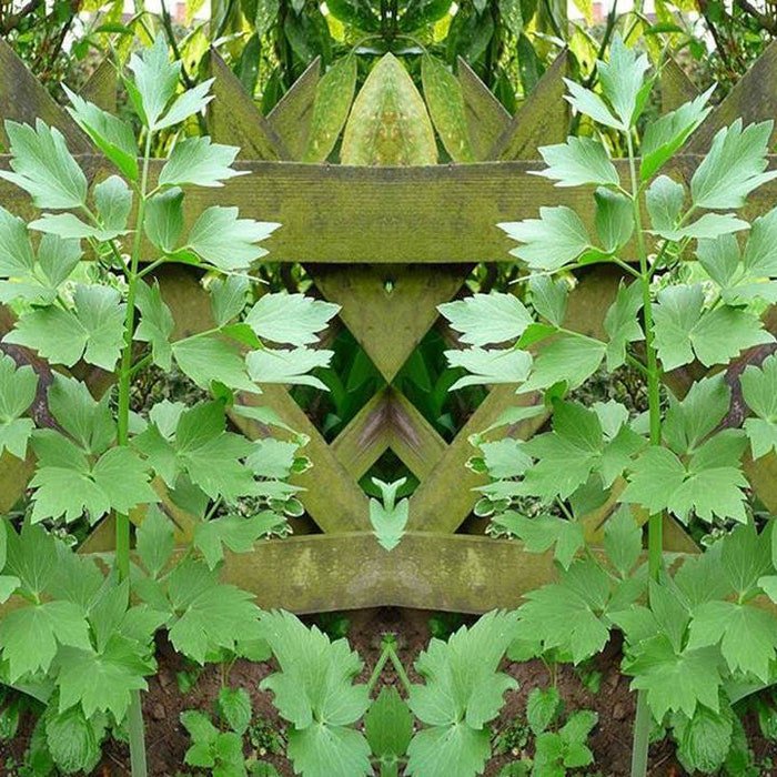 Lovage Herb Seeds Levisticum Officinale B194