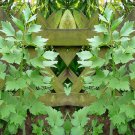 Lovage Herb Seeds Levisticum Officinale B194