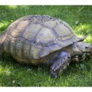African Grasses Tortoise Blend Seeds St24