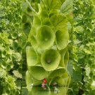 Bells Of Ireland Seeds Moluccella Laevis B223