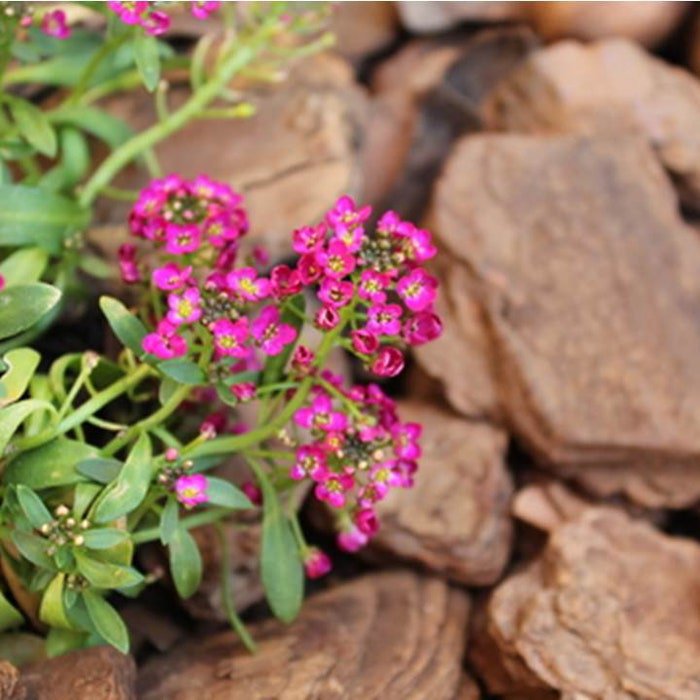 Dwarf Sweet Pink Alyssum Flower Seeds Lobularia Maritima B149
