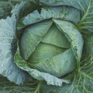 Danish Ballhead Cabbage Seeds Brassica Oleracea Var. Capitata B162