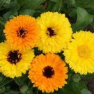 Fiesta Gitana Calendula Seeds Calendula Officinalis B21