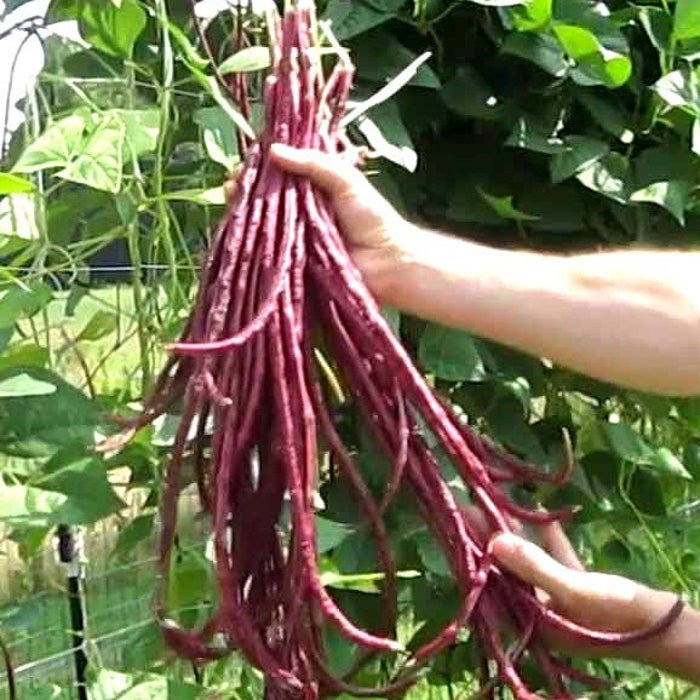 Red Yardlong Bean Seeds Vigna Unguiculata Var. Sesquipedalis B66