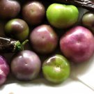 Purple Tomatillo Seeds Physalis Ixocarpa B272