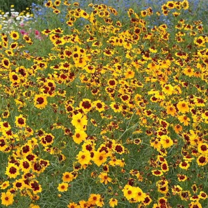 Plains Coreopsis Seeds Coreopsis Tinctoria B265