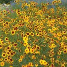 Plains Coreopsis Seeds Coreopsis Tinctoria B265