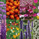 Deer And Rabbit Proof Wildflower Seed Mix St18