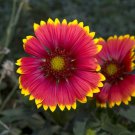 Indian Blanket Flower Seeds Gaillardia Pulchella B156