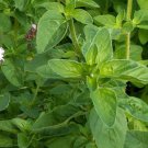 Oregano Vulgare Herb Seeds Origanum Vulgare B193