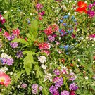 Part Shade Annual And Perennial Wildflower Mix Seeds St5