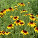 Gloriosa Daisy Seeds Rudbeckia Hirta Var. Gloriosa B331