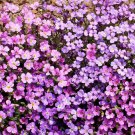 Purple Rockcress Seeds Aubrieta Deltoidea B251