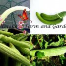 Light & Dark Armenian Cucumber Seed Mix Cucumis Melo Var. Flexuosus B5