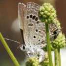 Illinois Bundleflower Seeds Desmanthus Illinoensis B257