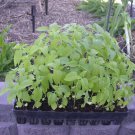 Chia Microgreen Seeds Salvia Hispanica B190