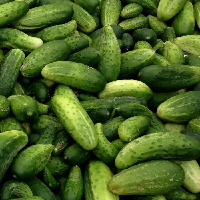 Boston Pickling Cucumber Seeds Cucumis Sativus B92