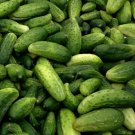 Boston Pickling Cucumber Seeds Cucumis Sativus B92