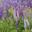Dwarf Lupine Pixie Delight Seeds Lupinus Hartwegii Nanus B340