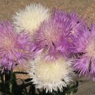 Sweet Sultan Imperialis Mix Wildflower Seeds Amberboa Moschata B234