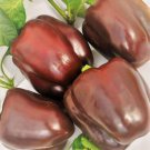 Chocolate Beauty Bell Pepper Seeds Capsicum Annuum B123