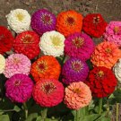 Lilliput Zinnia Mix 60 Seeds 1/2 Gram Buy 2 Get 1 Order Free St13