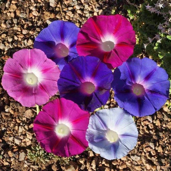 Morning Glory Tall Mix Seeds Ipomoea Purpurea B329