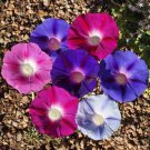 Morning Glory Tall Mix Seeds Ipomoea Purpurea B329