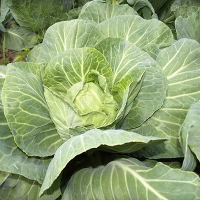Brunswick Cabbage Seeds Brassica Oleracea Var. Capitata B163