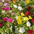 Four O'Clock Flower Seeds Mirabilis Jalapa B20