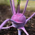 Purple Vienna Kohlrabi Seeds Brassica Oleracea Var. Gongylodes B44