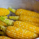 Delectable Bicolored Corn Seeds Zea Mays M3