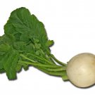Shogoin Turnip Seeds Brassica Rapa B186