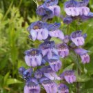 Rocky Mountain Penstemon Wildflower Seeds Penstemon Strictus B12