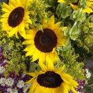Grey Stripe Sunflower Seeds 25 Seeds 2 Grams C5