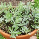 Prairie Sage Seeds Artemisia Ludoviciana Fr5