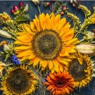 Autumn Beauty Sunflower 100 Seeds 2 Grams St10