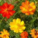 Sulphur Cosmos Seeds 125 Seeds Or 1 Gram B238
