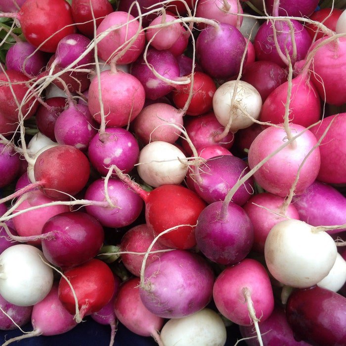 Easter Egg Radish Seeds Raphanus Sativus B286