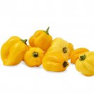 Yellow Habanero Pepper Seeds Capsicum Chinense B188