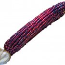 Bloody Butcher Corn Seeds Zea Mays M1