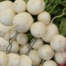 Detroit White Beet Seeds Beta Vulgaris B14
