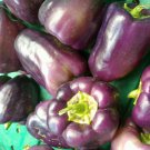 Purple Beauty Sweet Bell Pepper Seeds 35 Seeds 1/4 Gram B28