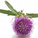 Burdock Seeds Arctium Lappa B158